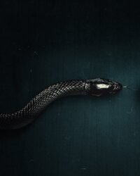 Quỷ Dữ (Phần 2) Quỷ Dữ (Phần 2)